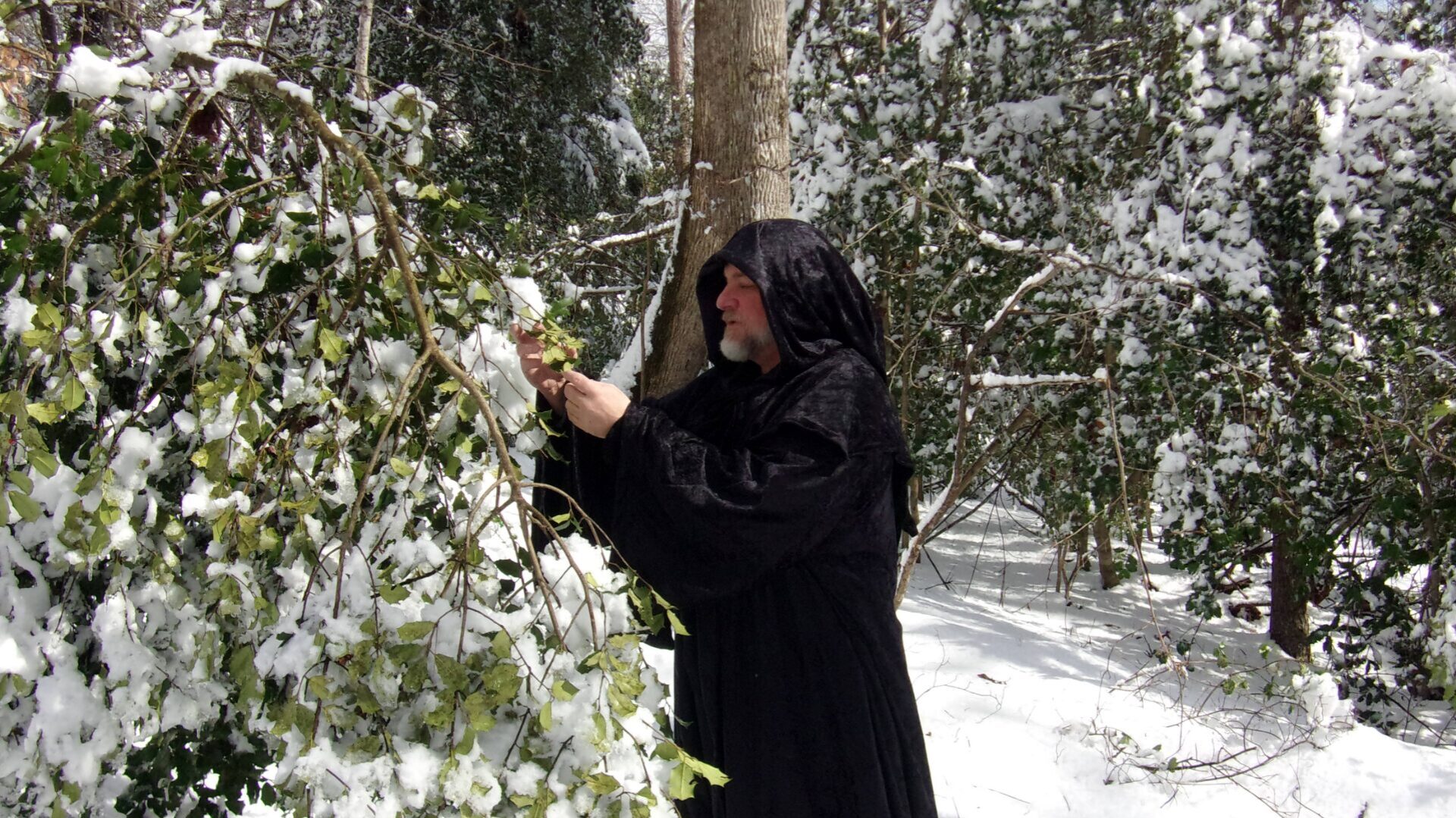 taibhsear in the weeds