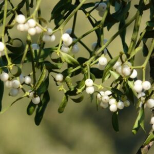 Christmas mistletoe